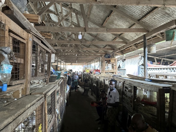 タンザニアの孤児院 サラハウス 市場の鶏売り場です。写真のような筋が4つほどある大きなでした。それぞれの店主と交渉します。