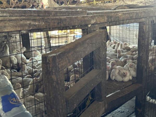 タンザニアの孤児院 サラハウスに持って行くための生きた鶏を買って行きました