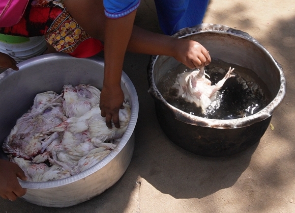 タンザニアの孤児院 サラハウス 鶏を調理します。日本人には残酷に思えますが、現地では日常の炊事です。