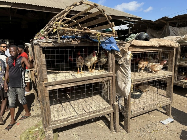 タンザニアのローカル市場 生きた鶏を沢山売っています