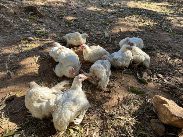 生きている鶏をさばいて、頂きます。
