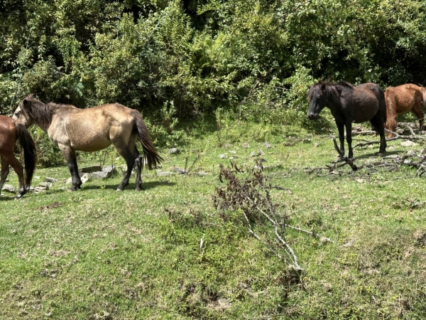 馬、牛、犬など、<br class=sp_only>いろんな動物を見かけます