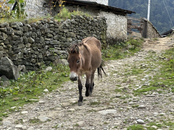 馬、牛、犬などが、村の中を自由に歩いています