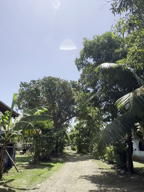 自然豊かなビトゴ村の風景。マンゴー、アボガド、ココナッツ、パパイヤなどが沢山自生しています
