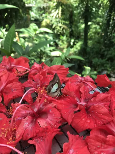 マレーシアの国の花は赤いハイビスカス