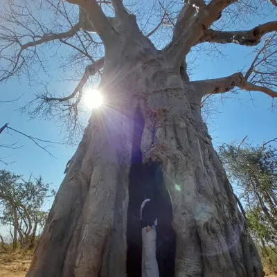 ザンビアのバオバブの木
